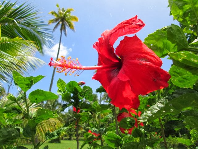 Hibiscus du jardin botanique de Tahiti
