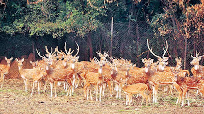Deer Park