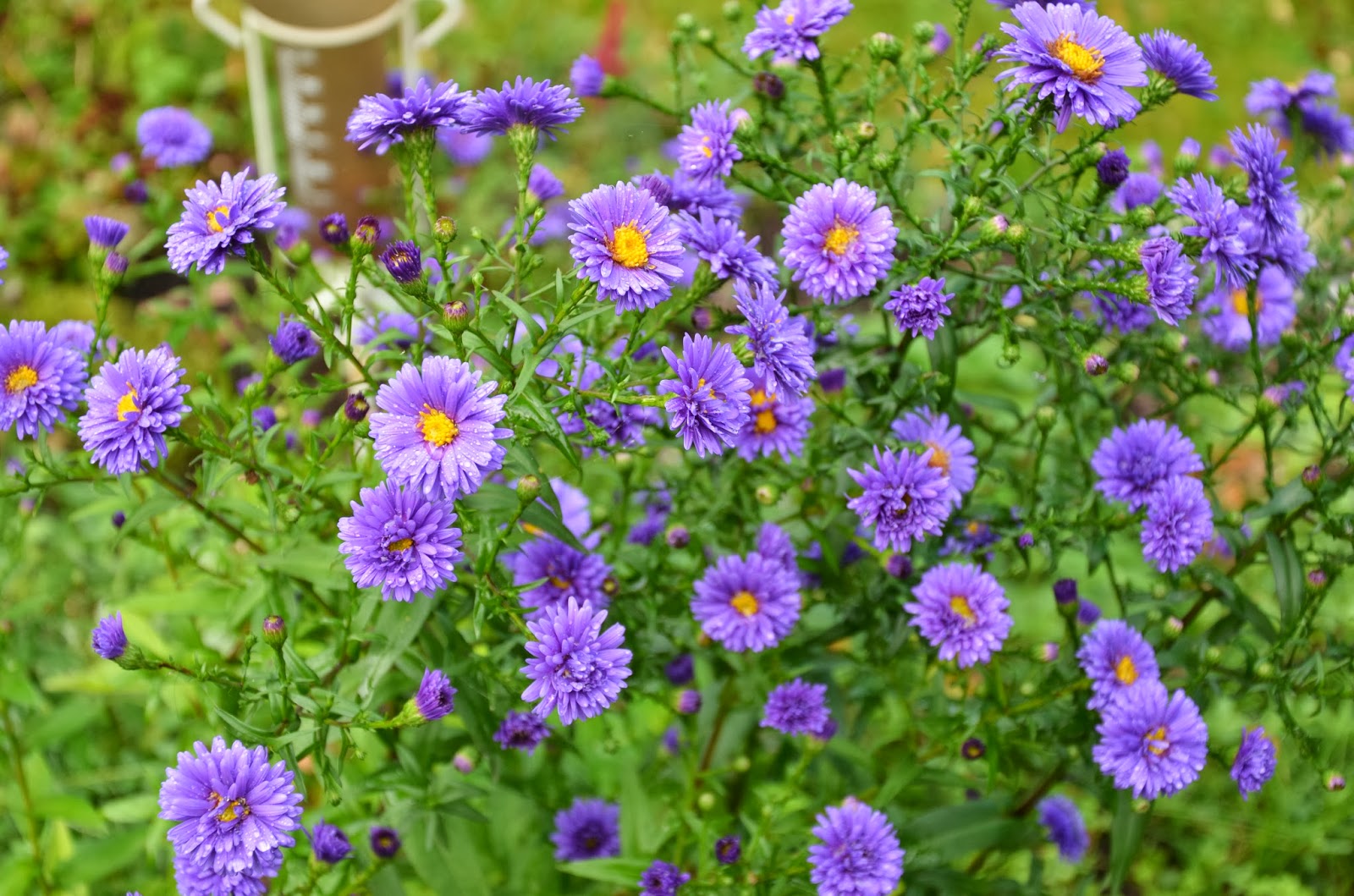 Livet är grönt: Höstfägring