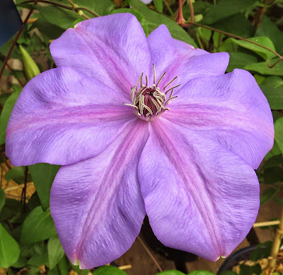 Clematis