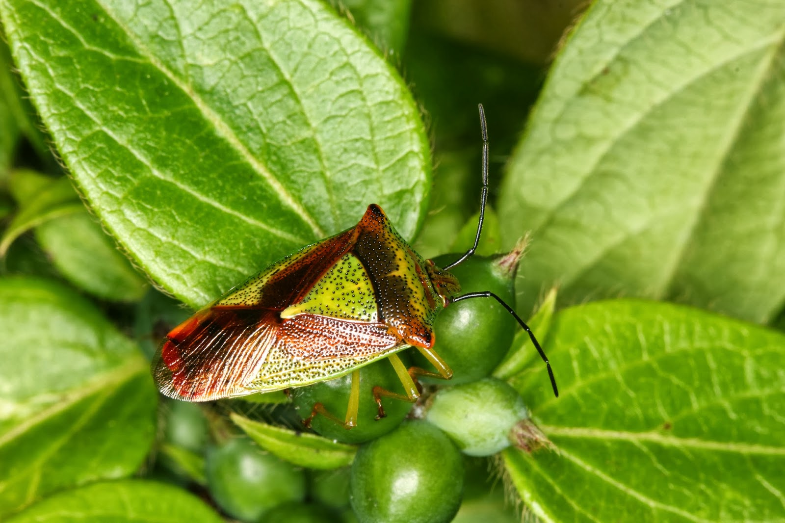 Hawthorn shield bug (Acanthosoma haemorrhoidale)