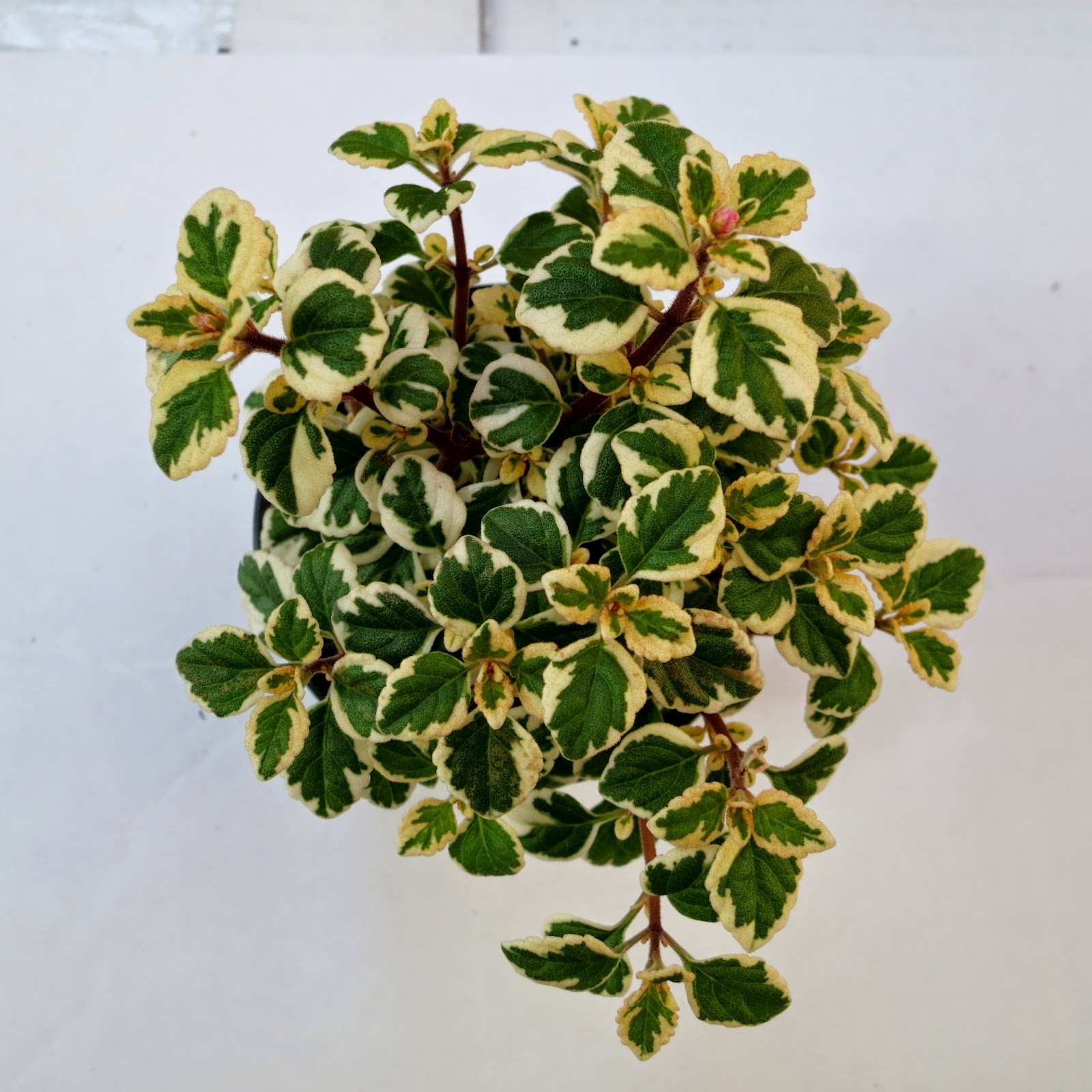 Gary's Specialty Plants Hemizygia 'Candy Kisses' The New Flowering