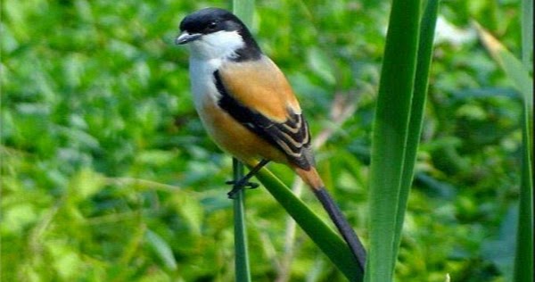 Cara Mengatasi Burung Cendet Yang Berkicau Di Tempat Sepi Saja