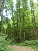 Serra del Montnegre