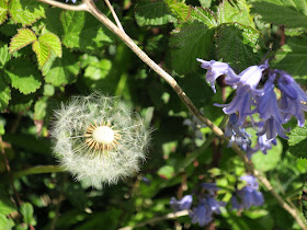 Dandelion Clock and Non-Native Bluebells