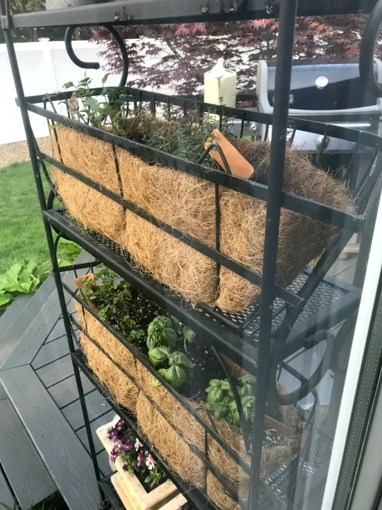 The back of an herb garden plant stand using a baker's rack