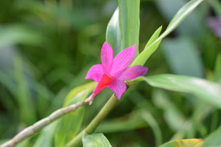 , Visita alle serre di Giulio Celandroni, diarid'orchidee