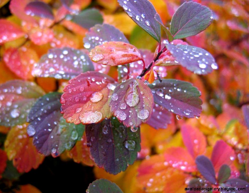 30 Beautiful Rain Wallpapers for your desktop