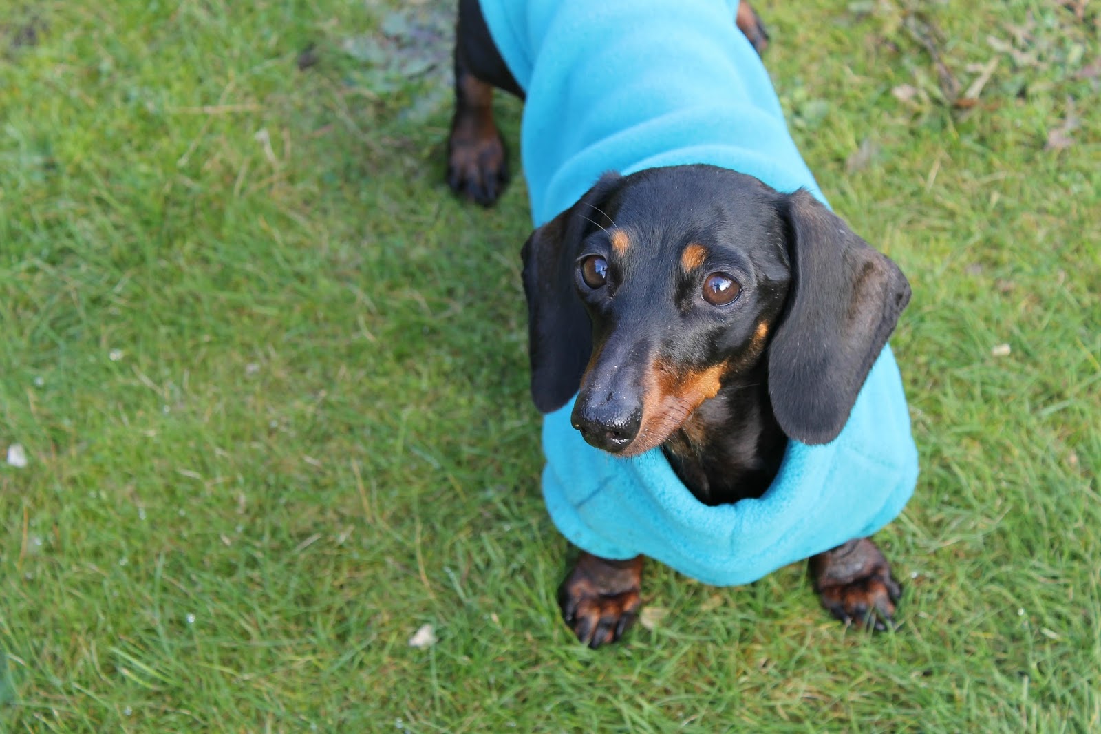 equafleece dachshund