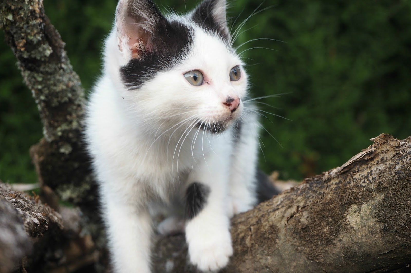 The Feral Cats Of France - UpYourVlog