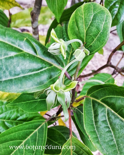 Cananga odorata var. fruticosa, Dwarf Ylang-Ylang Tree inflorescence