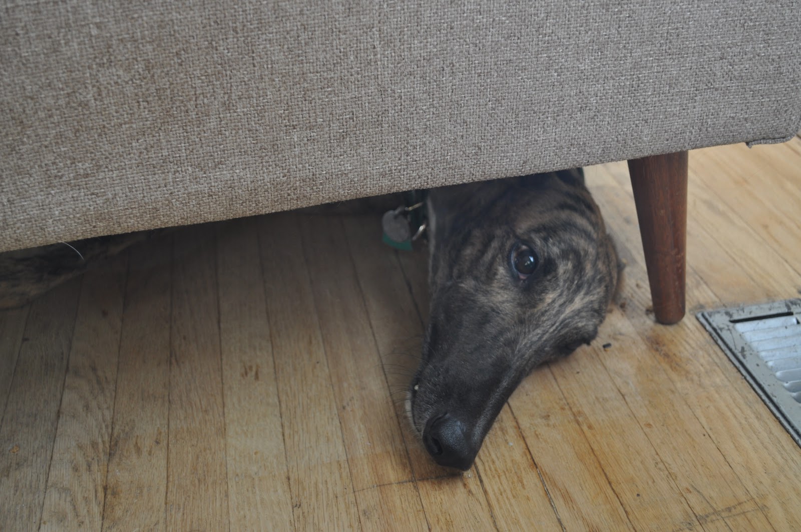 PATIENCE FAMILY EVENTS When Greyhounds are Left Home Alone