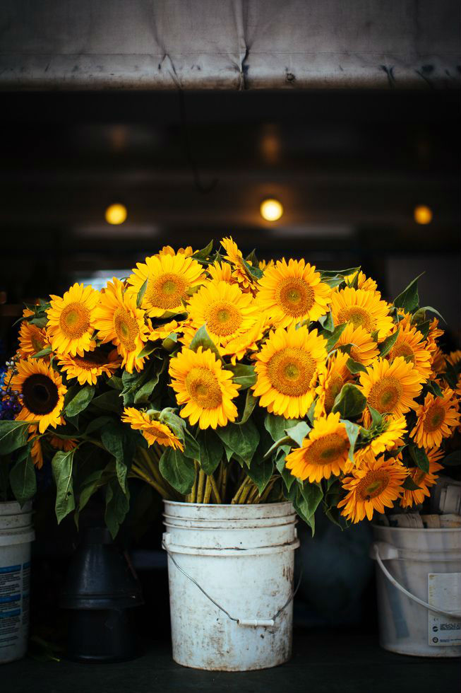 Merawat Bunga  Matahari di  dalam Pot  Pot  Bunga  Matahari 
