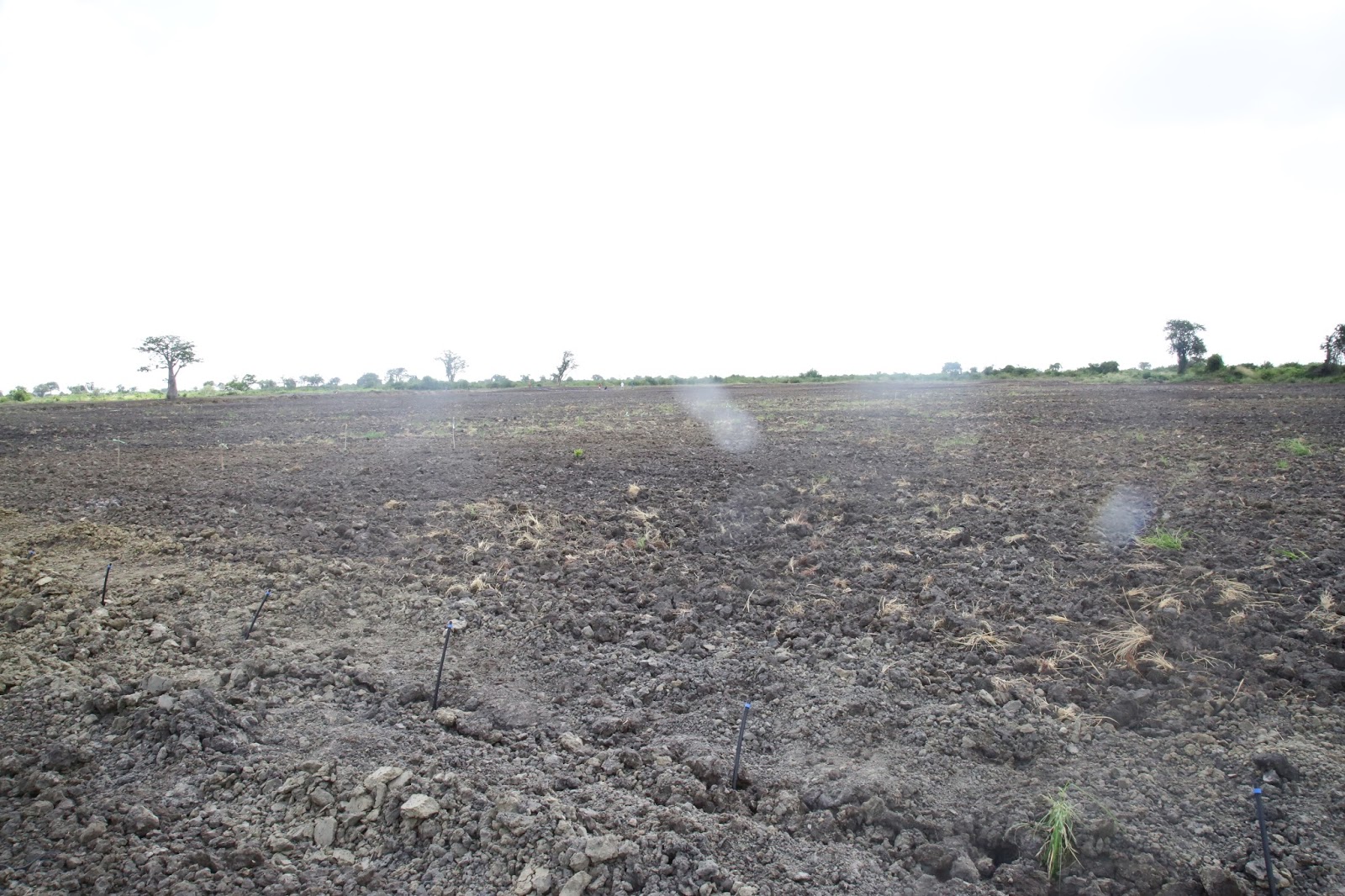 BAGAMOYO KWANZA BLOG BAKHRESA AANZA KUPANDA MIWA BAGAMOYO KWAAJILI YA