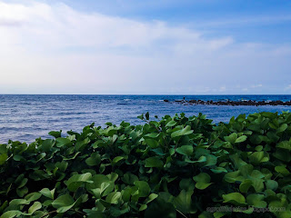 Exotic Beach View From The Leaves Of Goat's Foot Plants At Umeanyar Village, North Bali, Indonesia