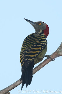 Hispaniolan Woodpecker
