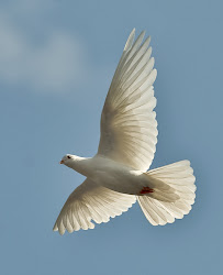 dove flight pigeon doves holy spirit bird birds peace heaven flying jesus descended bodily pretty pigeons son shape thou beloved