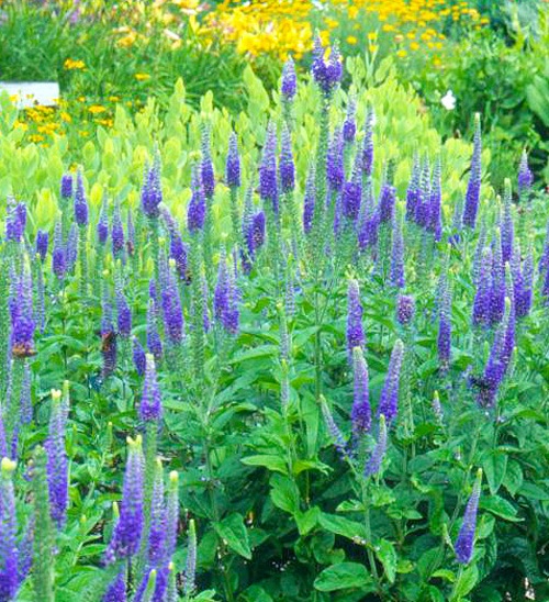 Perennial Flowers that Bloom All Summer