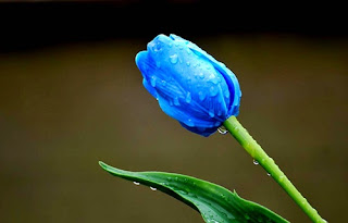 bunga-tulip-biru