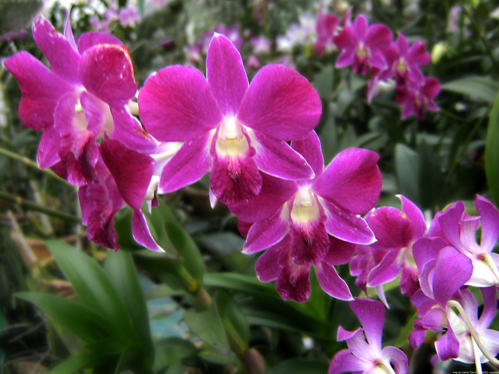 orchid flower pictures orchid flower pictures