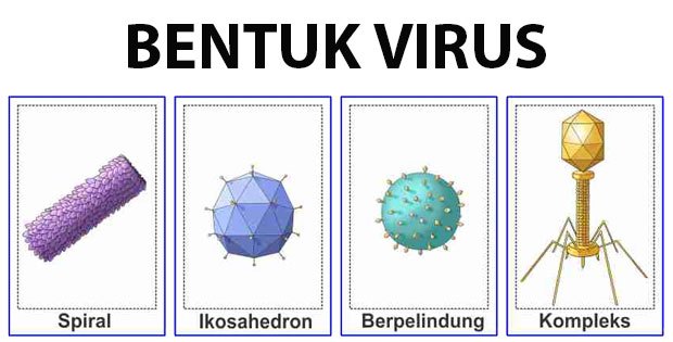 VIRUS