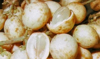 My Fadelicious: POKOK BUAH2AN YANG MENGINGATKAN ZAMAN MUDA2 DULU