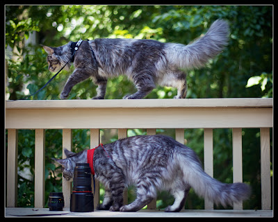 Maine coons, Stalone and Shiva, walking outside