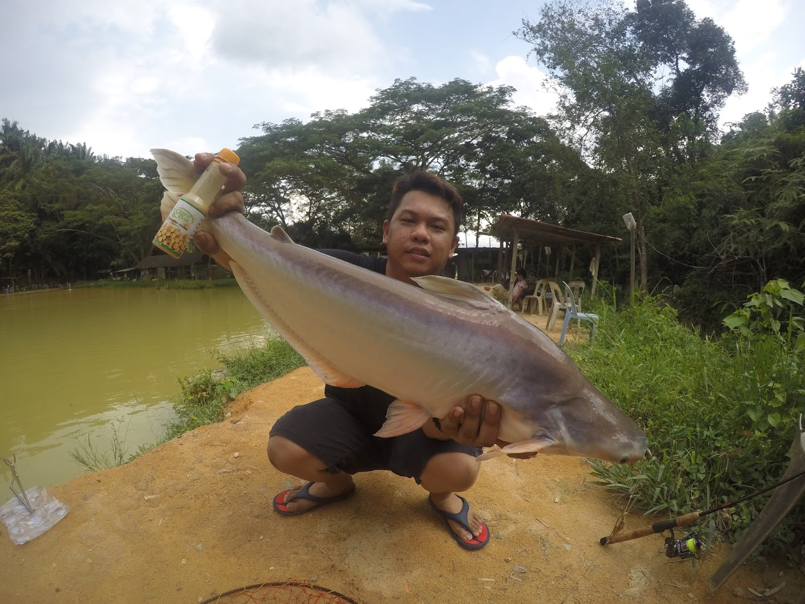 Umpan ikan Patin , Rohu , Pacu , Tongsan , Mekong Kolam Pancing Nanyang Fish Farm dan Umpan