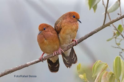 Rolinha-do-planalto é fotografada na natureza depois de 75 anos sem registro confirmado. Foto: Rafael Bessa. fotos rolinha-do-planalto, Rolinha-do-planalto, Blue-eyed Ground-Dove, first photos Blue-eyed Ground-dove, Columbina cyanopis, rolinha-do-planalto redescoberta na natureza, rolinha-brasileira, pombinha-olho-azul, aves extinta, aves brasileiras em extinção, imagens rolinha do planalto, natureza, conservação, avistar, avistar 2016, Rafael Bessa, birding, birds, birdwatching, re-discovery of the Blue-eyed Ground-Dove, photography Blue-eyed Ground-Dove