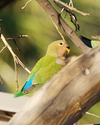 birds flight bird june caught lucky got amazing