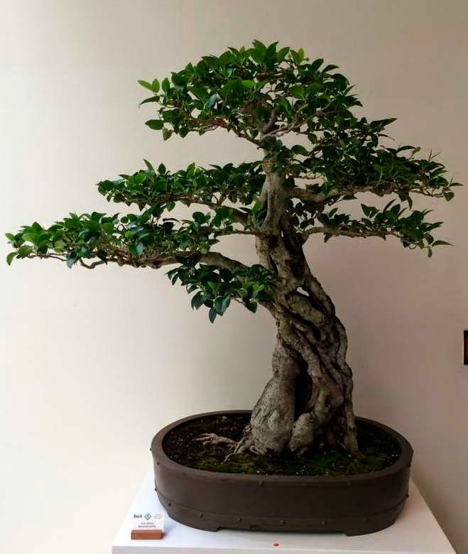 Stephen Cullum's Bonsai & Pottery Post 168 Ficus Fusion Project
