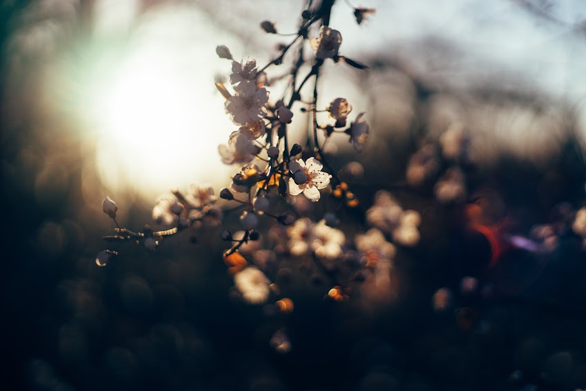 Flowers Sunset Flowers Sunset