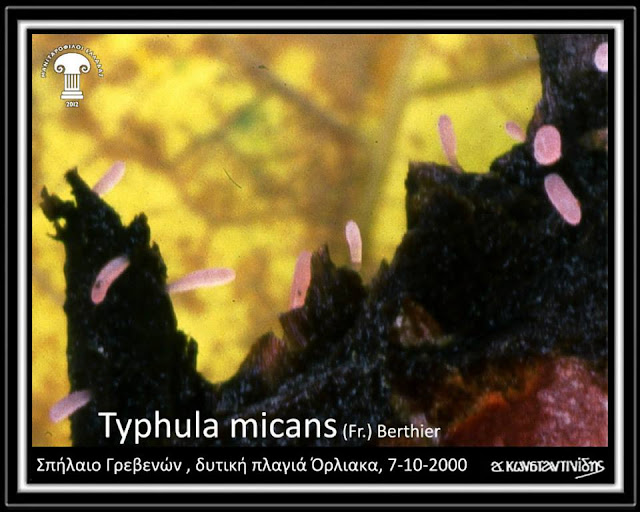Typhula micans (Pers.) Berthier