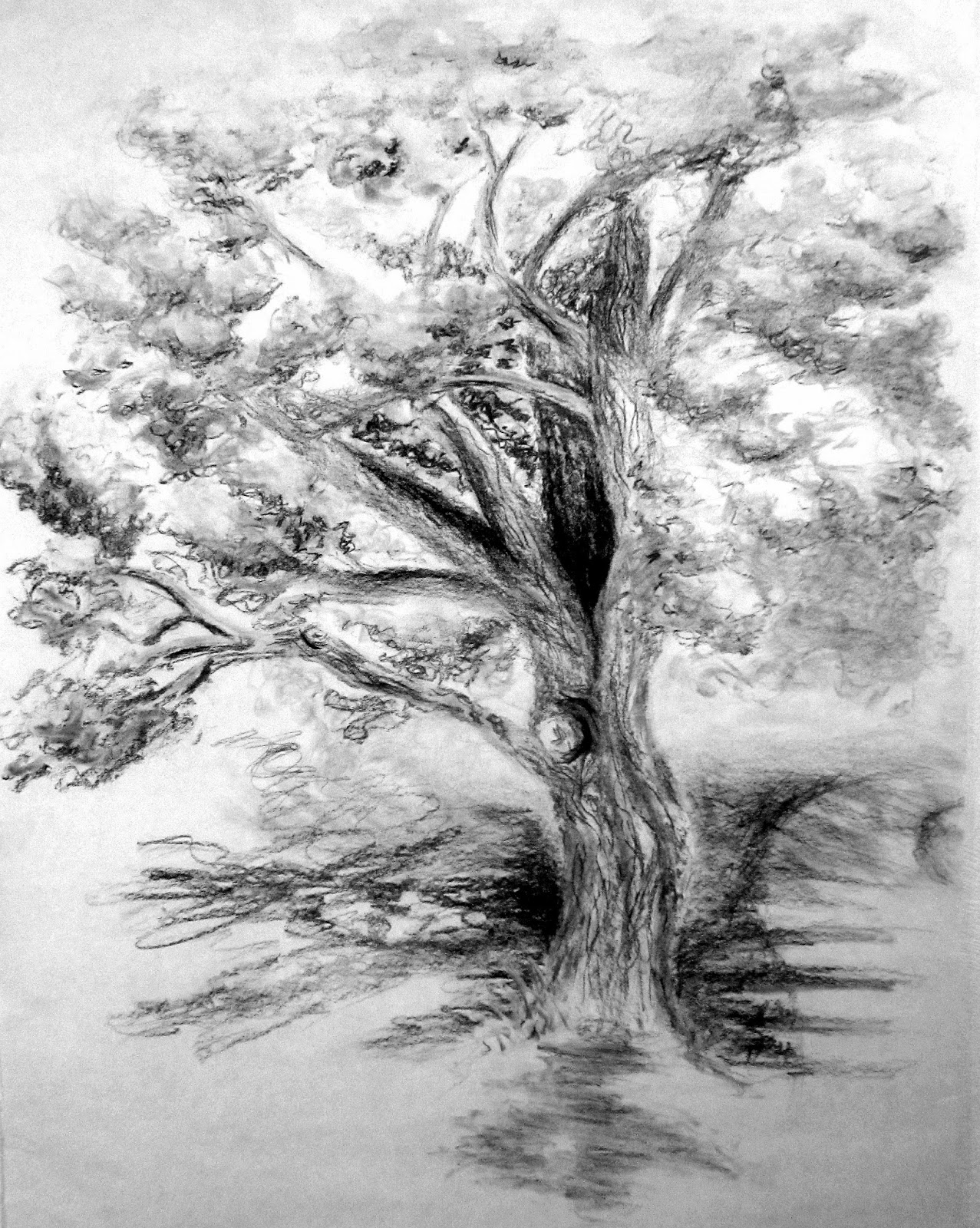 old maple tree charcoal drawing