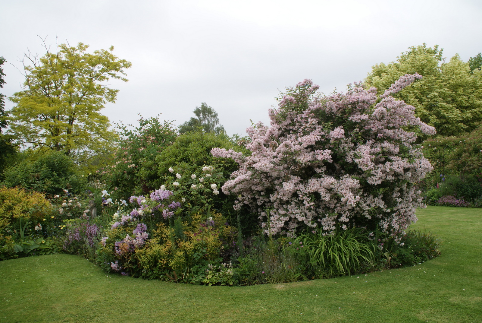 Flowering Weigela Florida Bush Colorful Shrubs