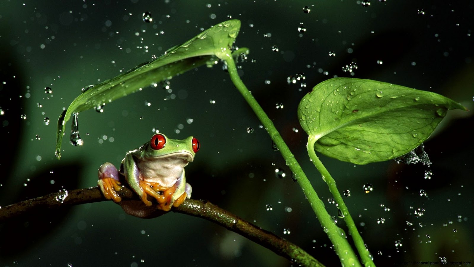 Frog Macro Photography Hd Wallpaper