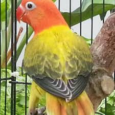 Cara Mencetak Lovebird Biola Euwing Lovebirdseo