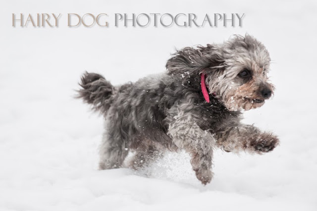 Specialist north east dog photographer in Herrington Park in the snow