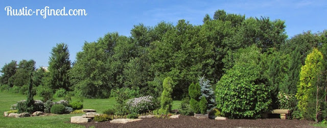 Using Evergreen Shrubs for year round color in the Garden
