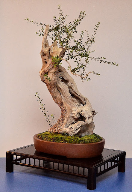 Escultura de árbol de alambre bonsái, en cascada -  España
