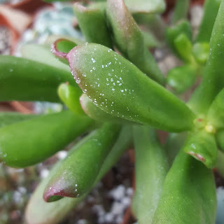 White spots on jade succulent plant