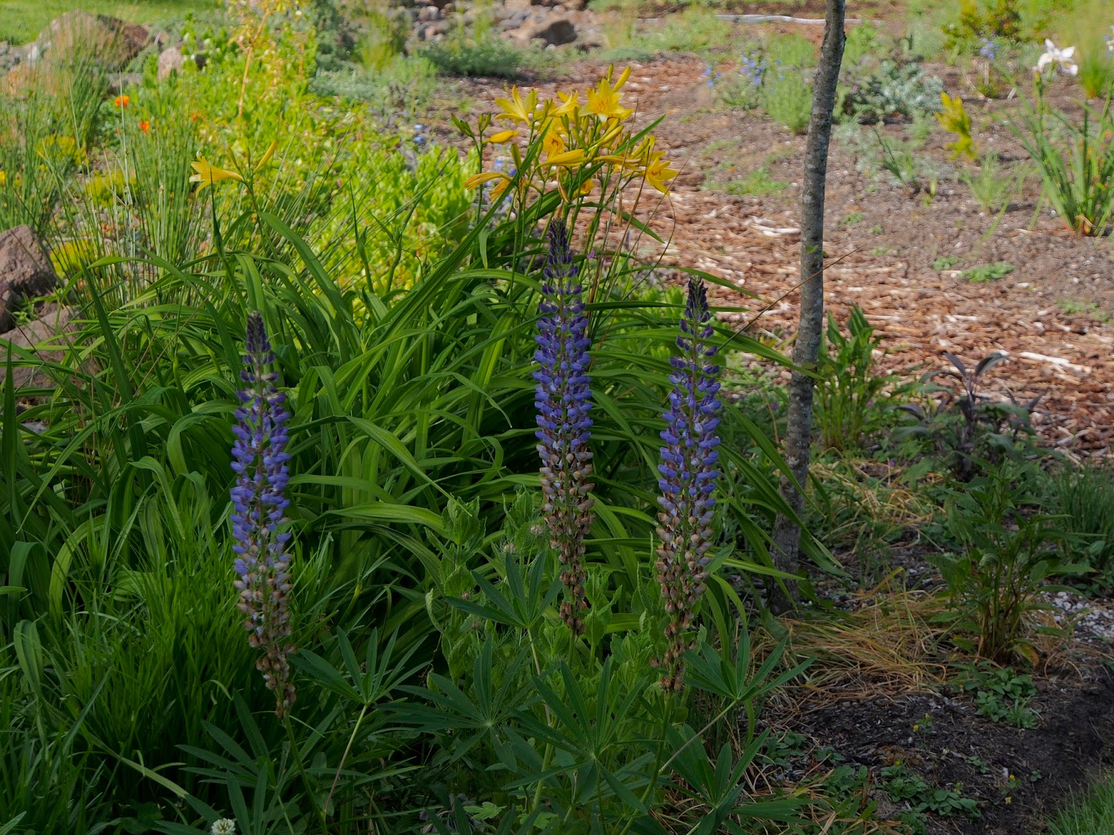 Native Plant Highlights