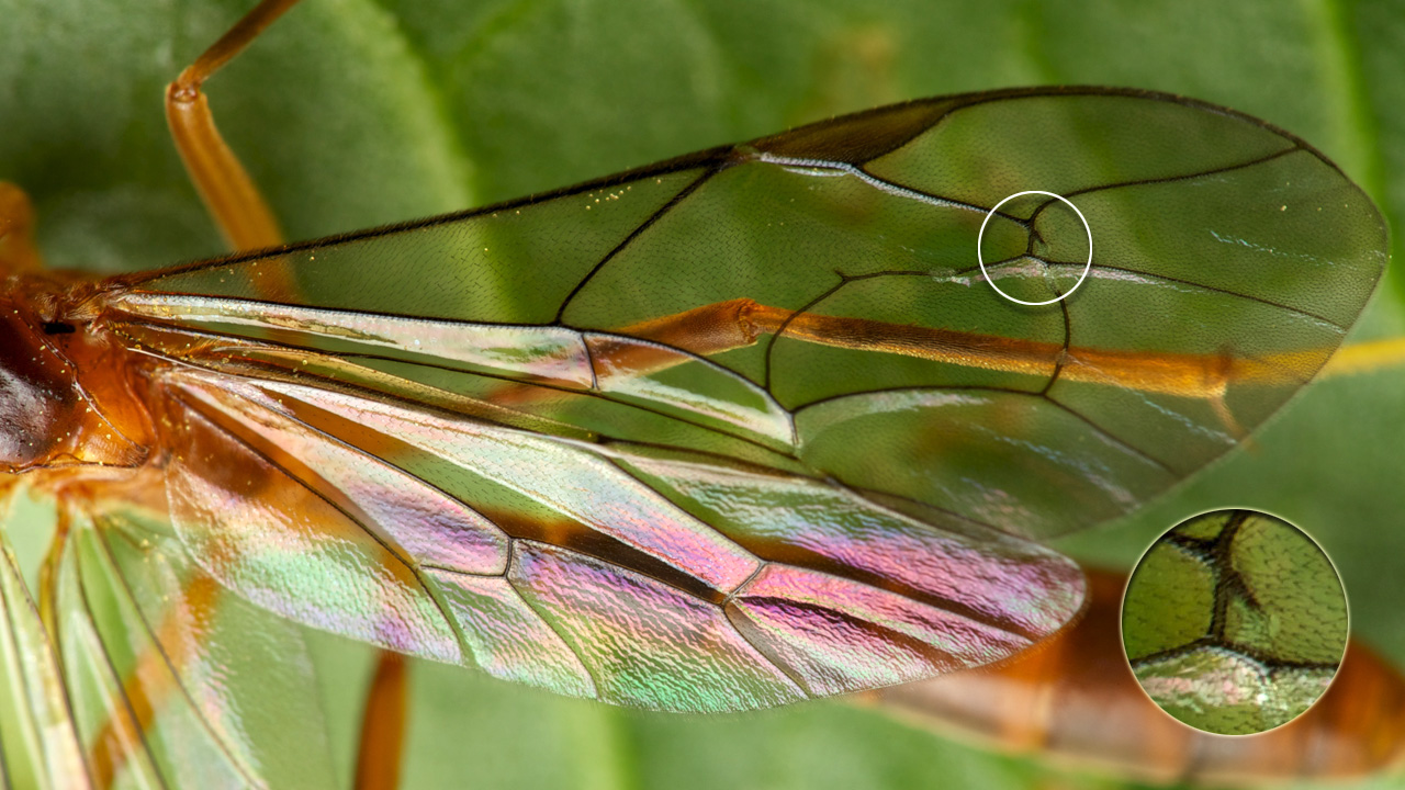 Netelia Infractor ムシをデザインしたのはダレ?: ハバチヤドリヒメバチ亜科 Netelia (Netelia) sp. ♀