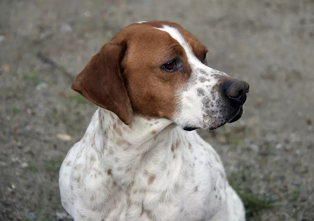 10 Amazing Short Haired Dog Breeds The Buzz Land 10-amazing-short-haired-dog-breeds-the-buzz-land