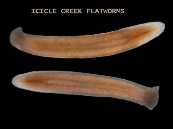 Flatworm Uses Hypodermic Penis To Inject Sperm Into Own Head