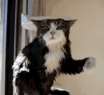 大家跟着阿貓老師,瘦手臂