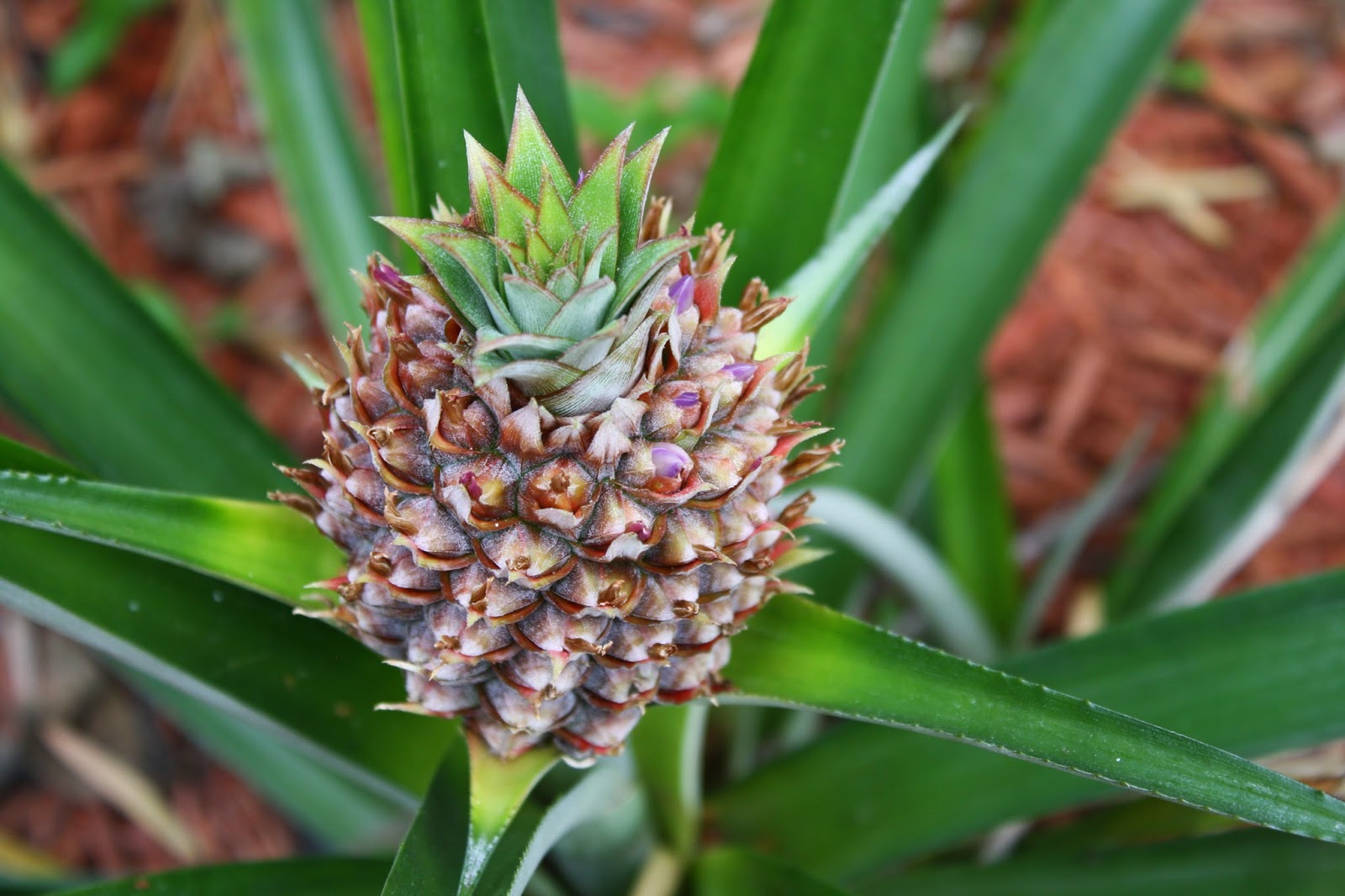 Dawns Garden Life Growing Pineapples in Florida