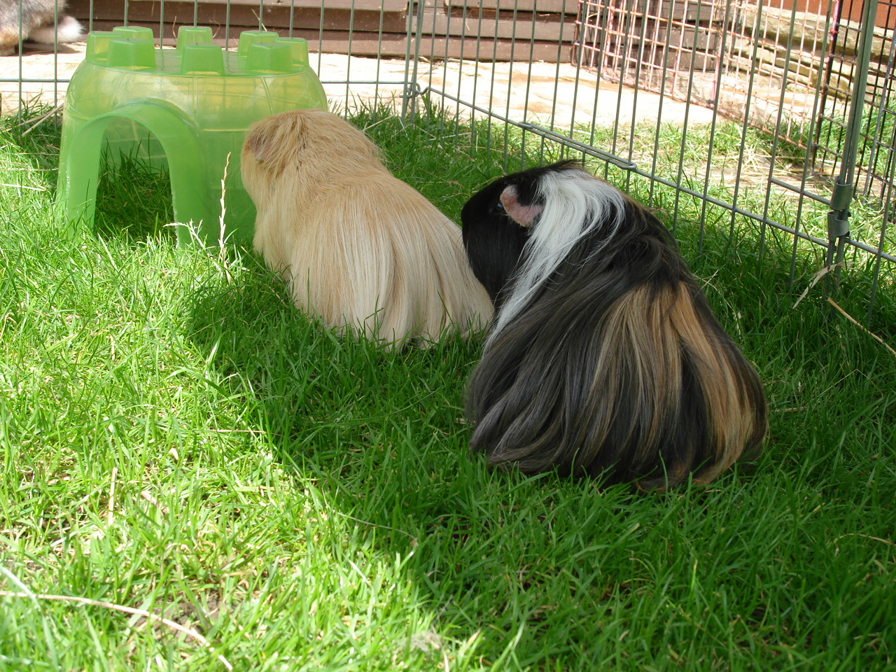 Blackberry Boarding Rufty & Tufty Guinea Pigs