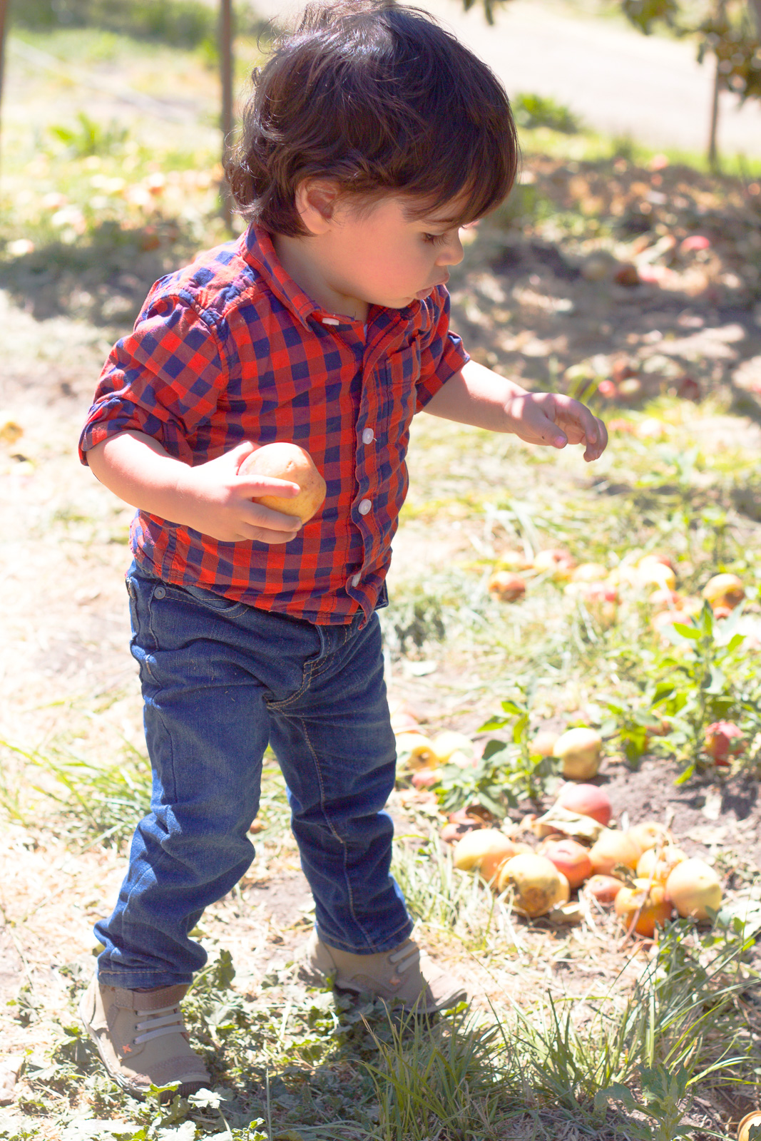 riley's apple farm apple picking riley's apple farm apple picking