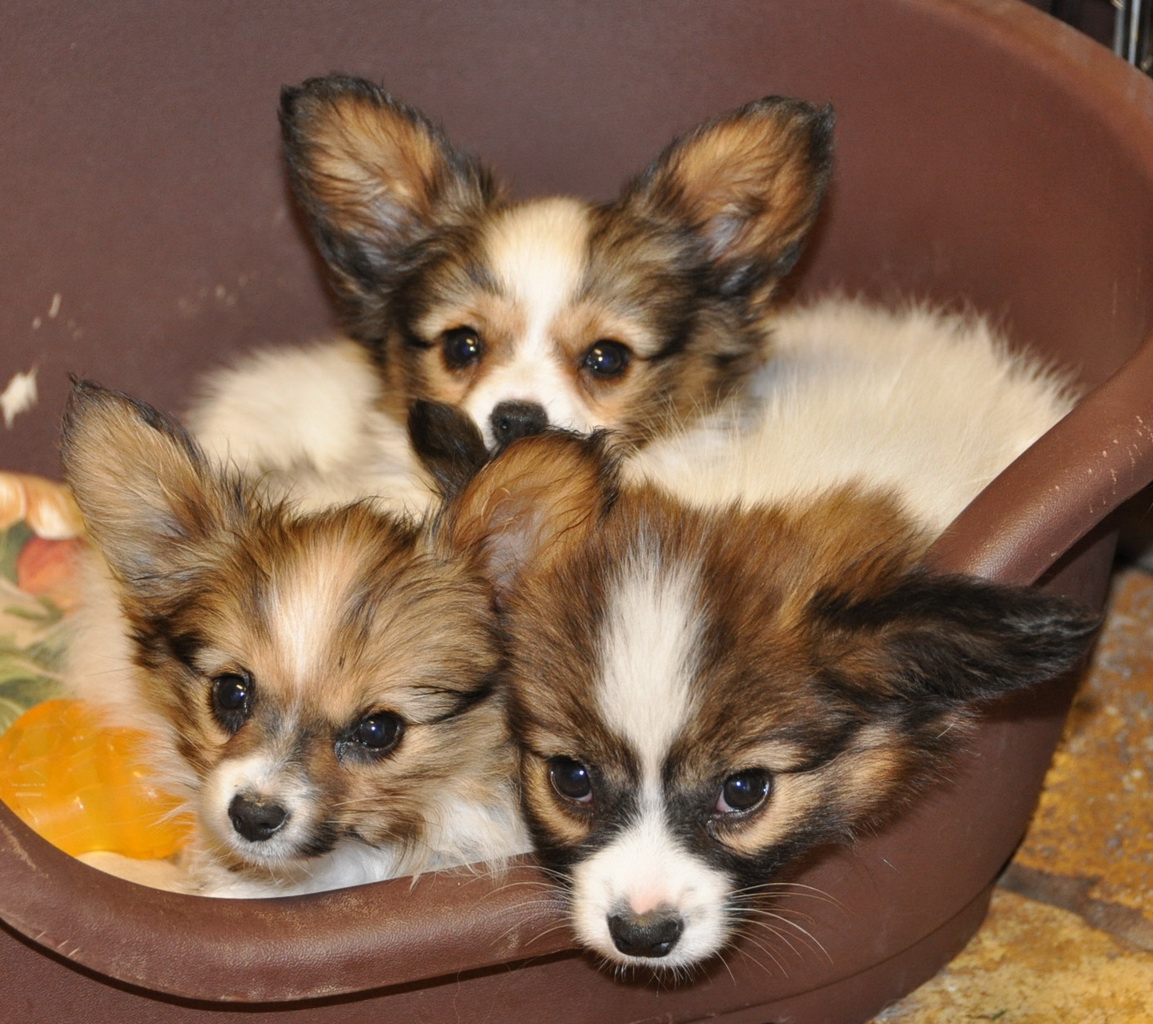 Road's End Papillons Road's End Papillon Puppies